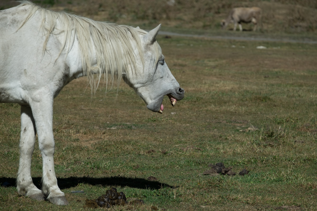 ... die örtliche Tierwelt ist gelangweilt...