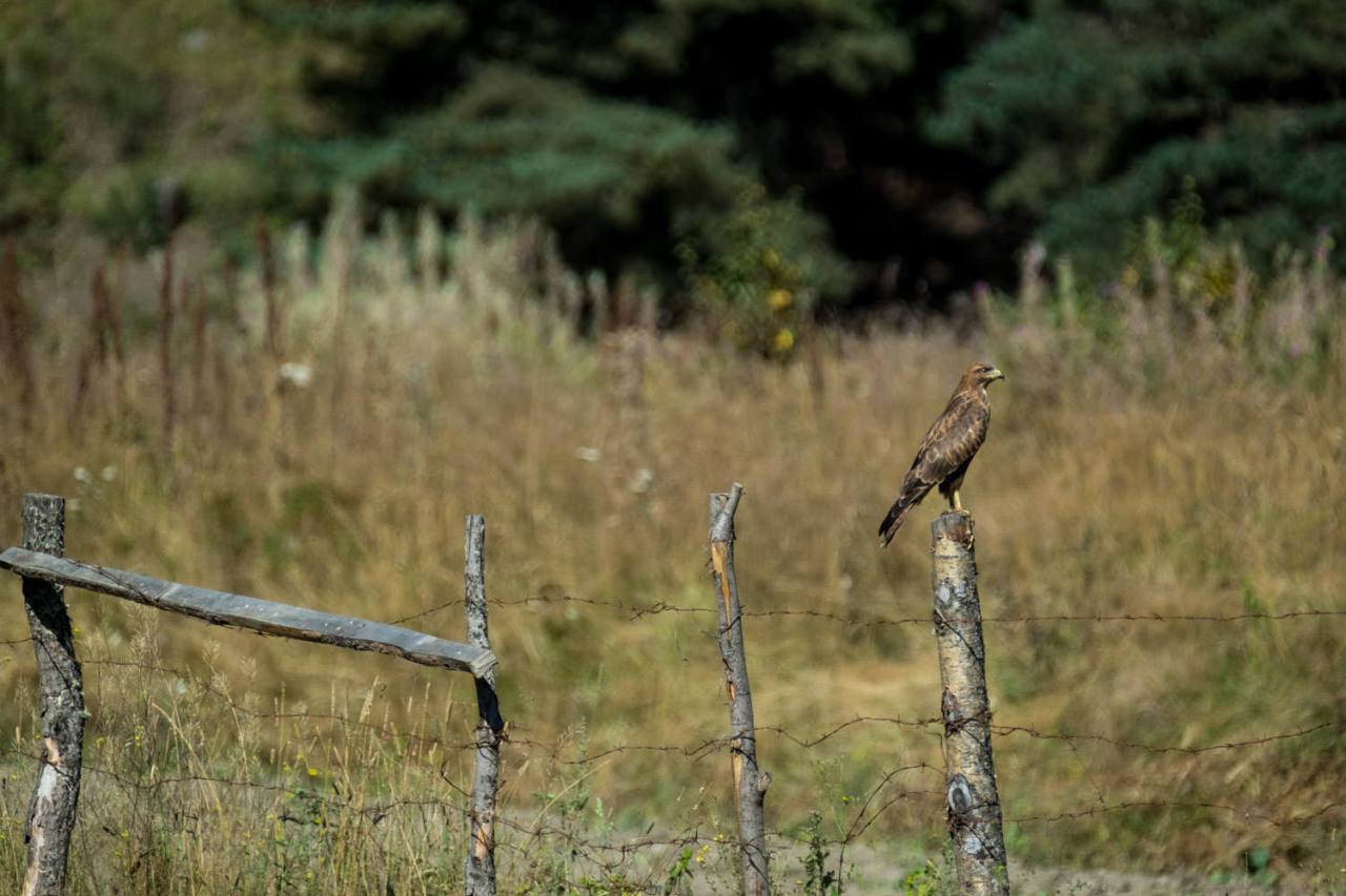 Gerade noch erwischt, bevor er das Weite suchte...