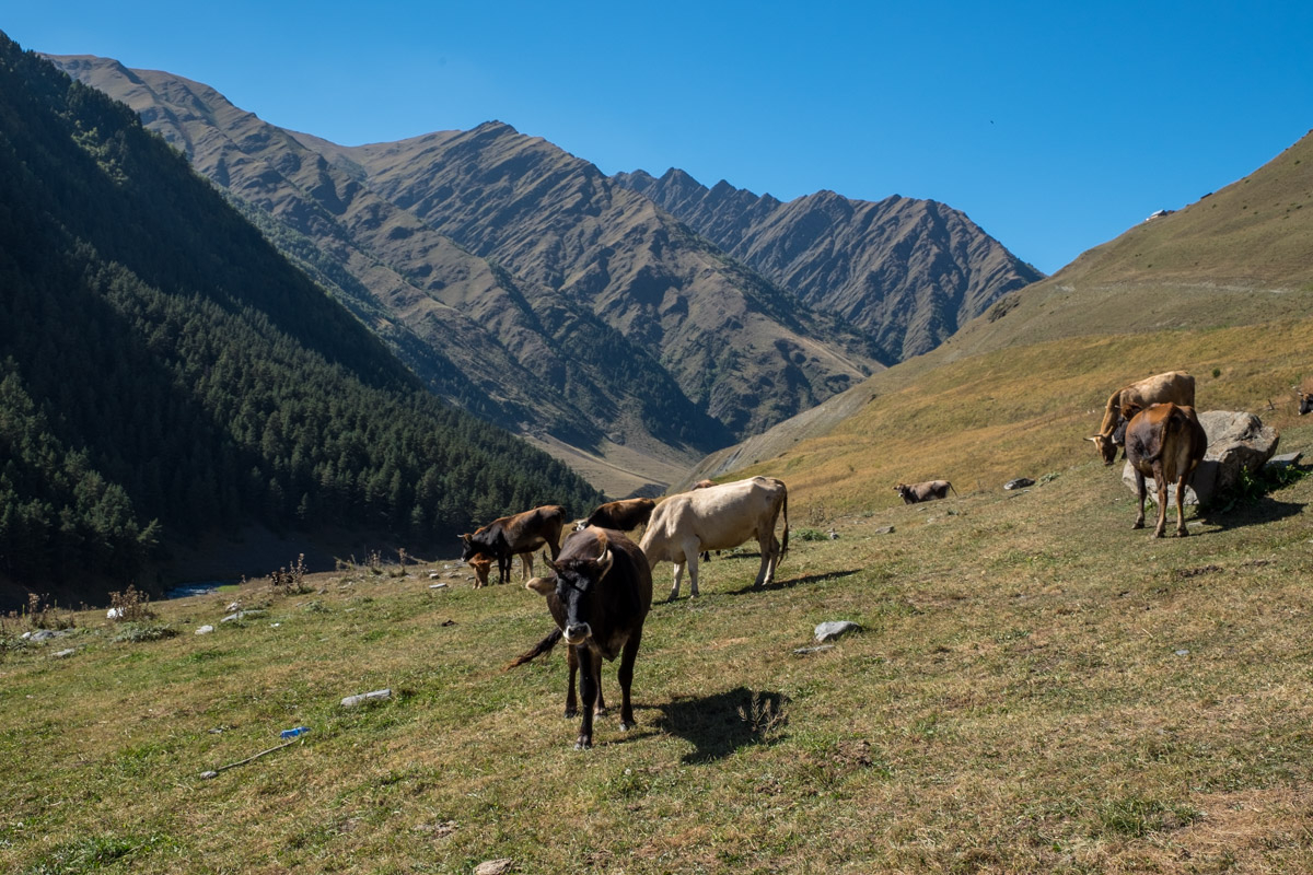 ...die örtliche Tierwelt..