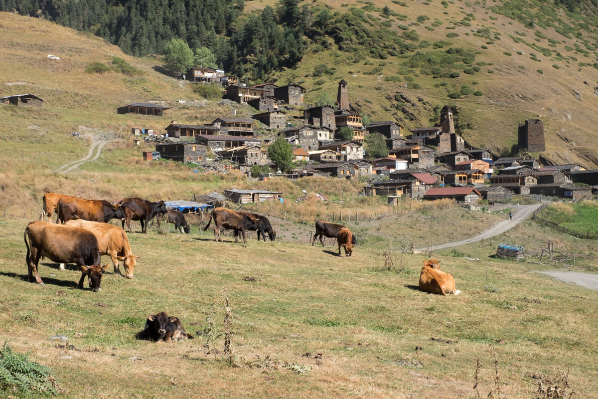 Tierwelt mit Hintergrund