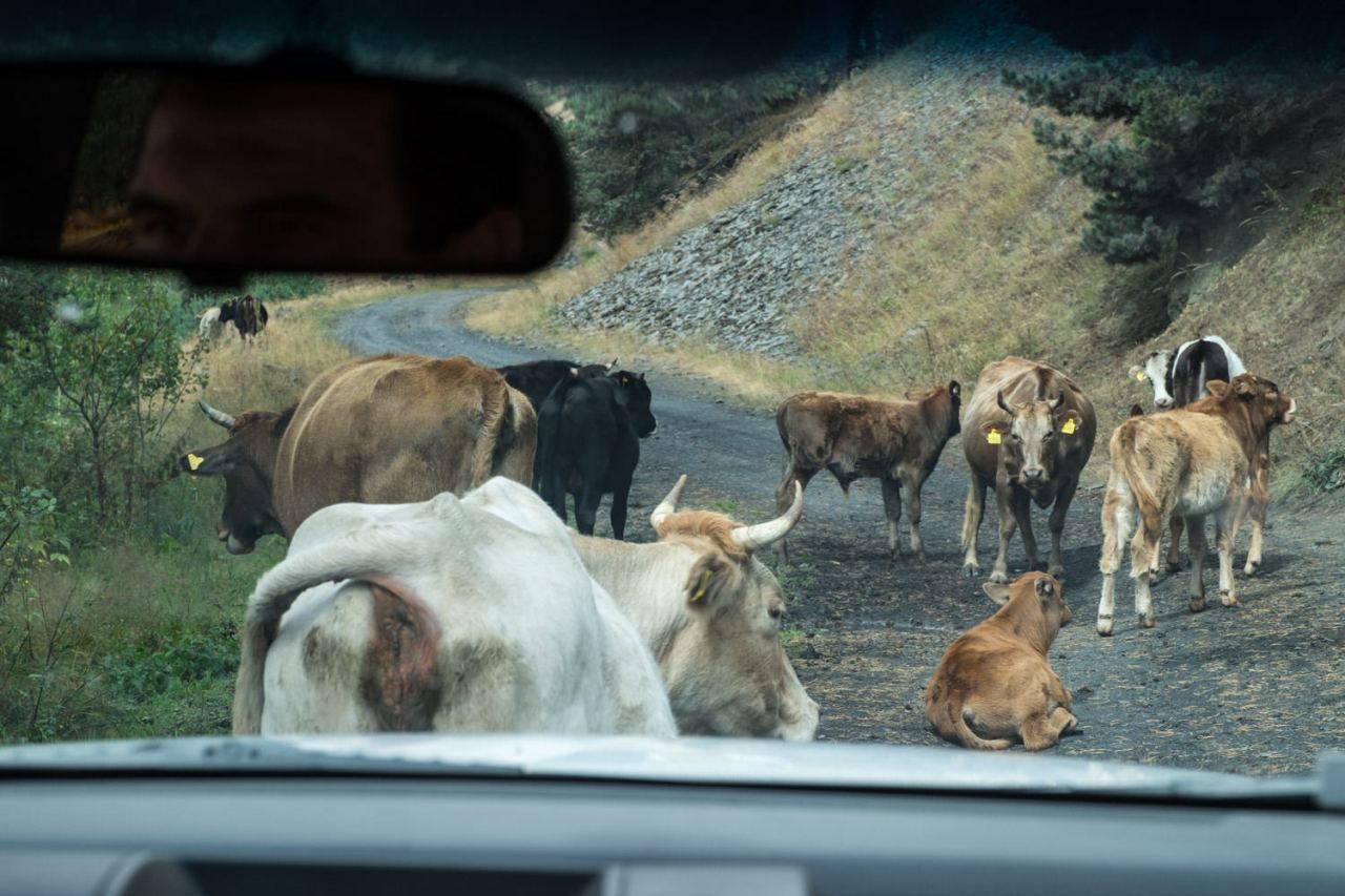 Die Rindviecher fühlen sich auch eher gestört.