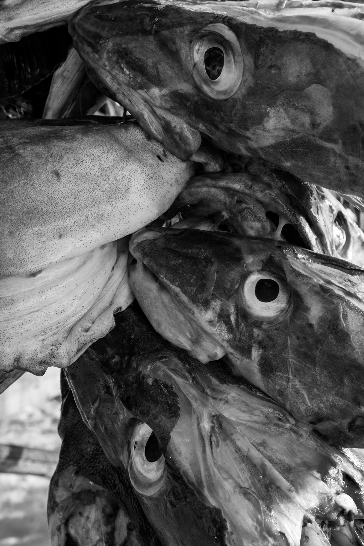 Fischköpfe warten auf Trocknung