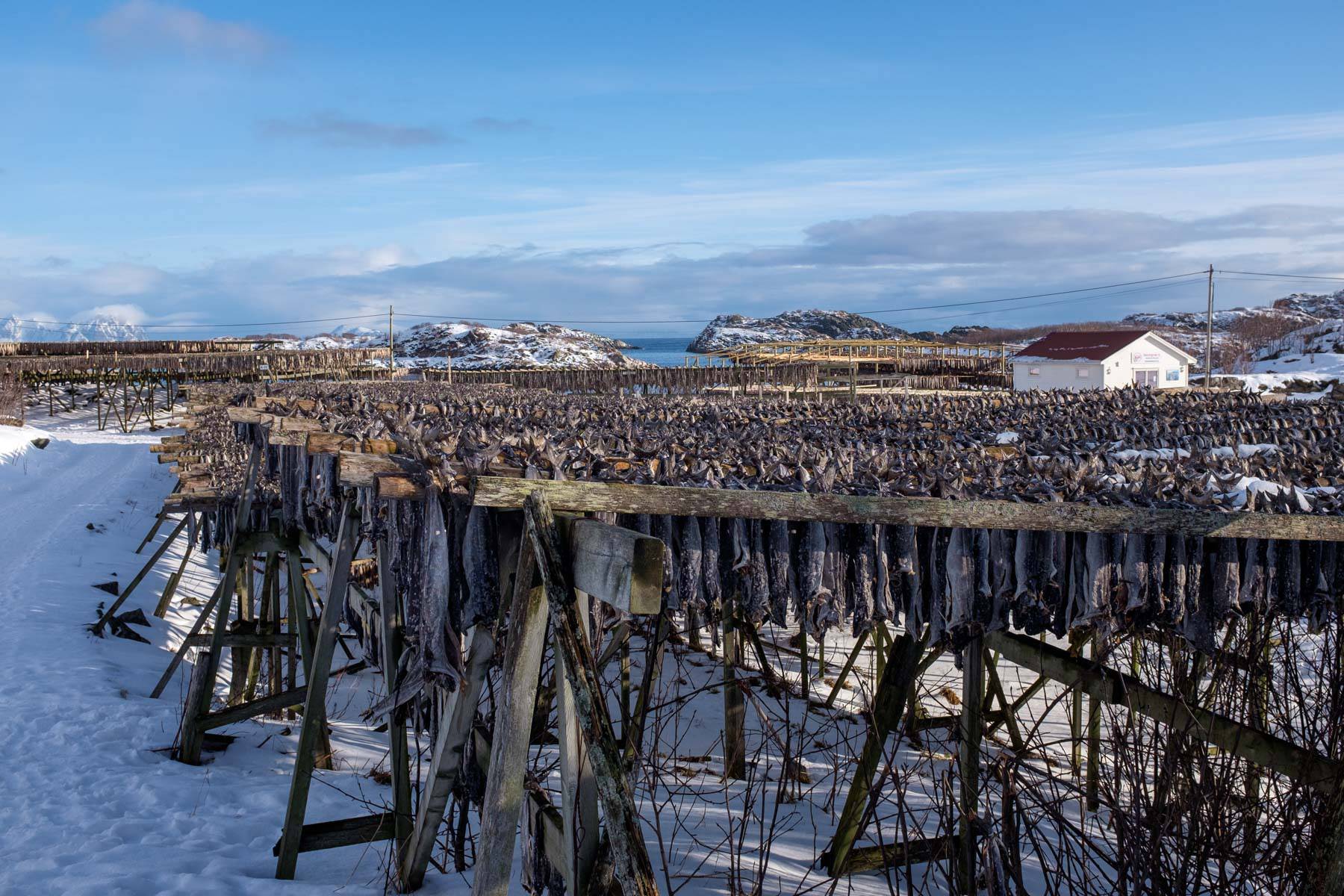 Fische warten auf Trocknung