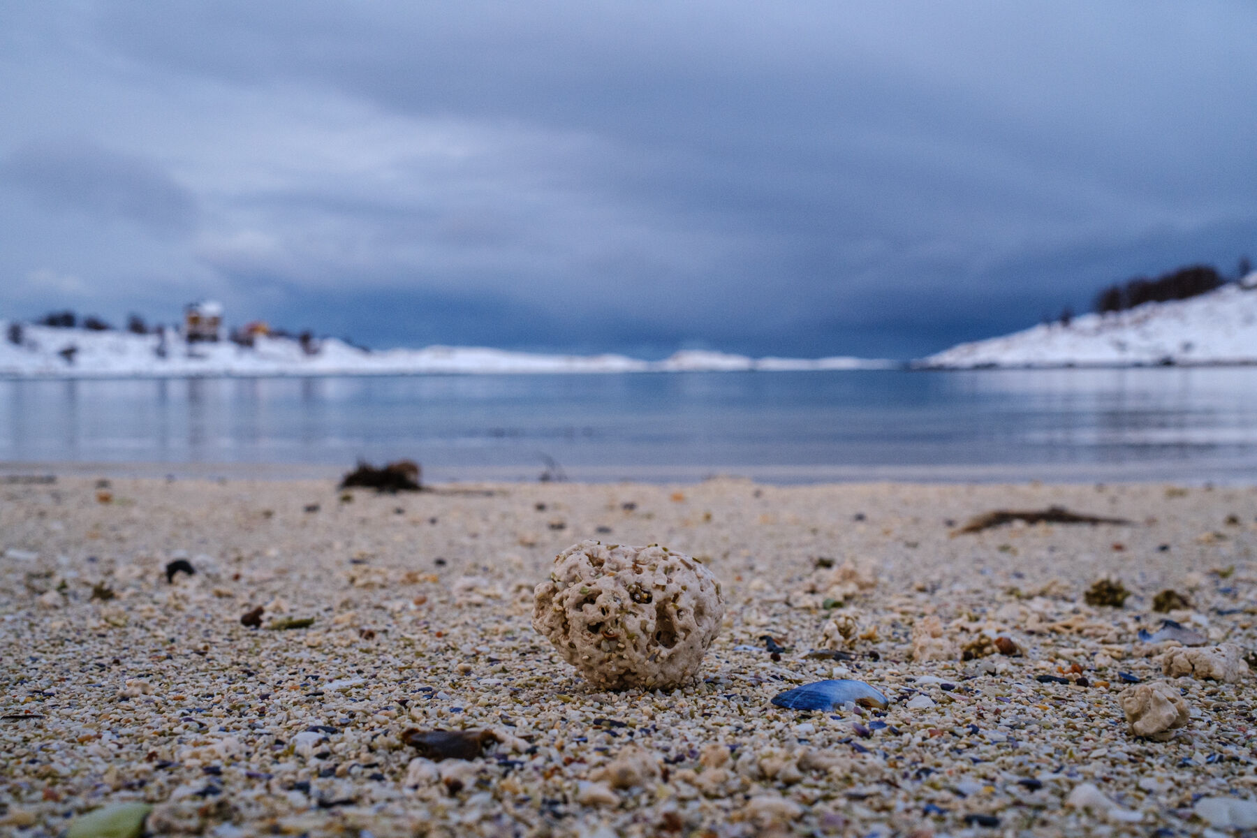 Muscheln und Korallen